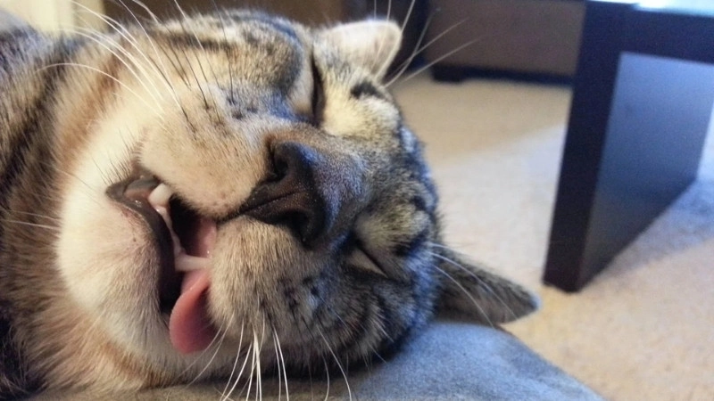 Xả stress cực mạnh với loạt cười ảnh chế meme mèo bựa siêu hài