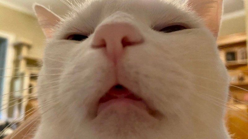 Lầy lội hết cỡ cùng ảnh mèo meme bựa bá đạo