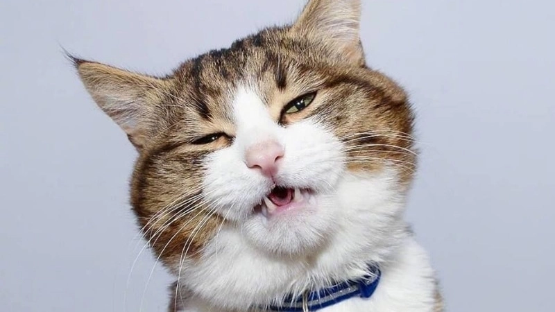 Chọn ngay meme ảnh mèo bựa để thả nhẹ cơn tức