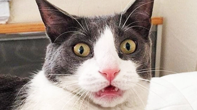Độc đáo không đụng hàng meo bựa meme mèo