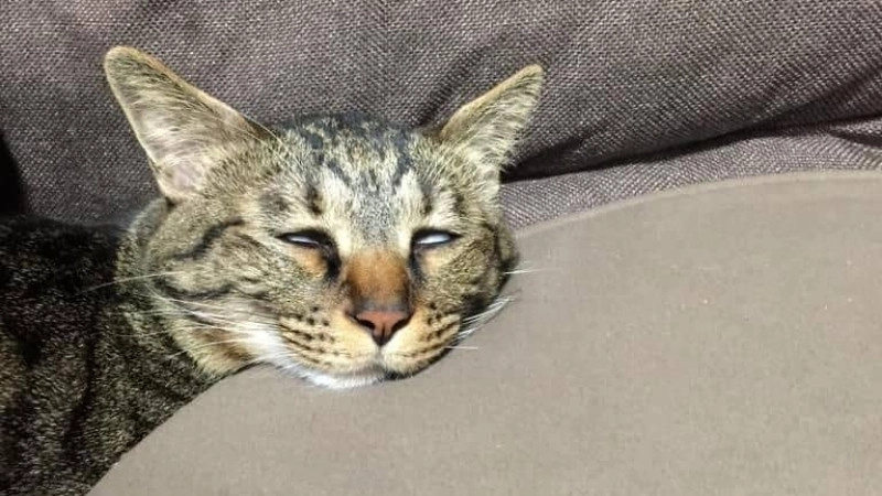 Dễ thương nhưng vẫn bựa meme mèo bựa cute