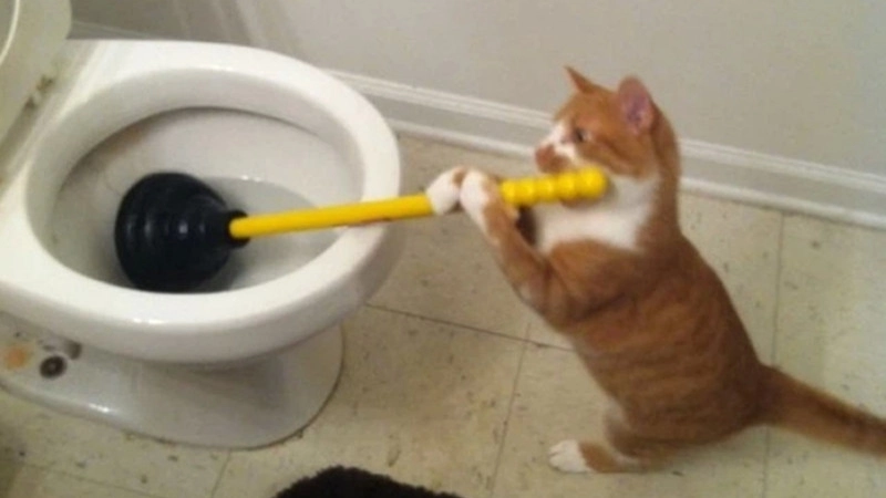 Tổ hợp cười nghiêng ngả mèo hài bựa ảnh meme