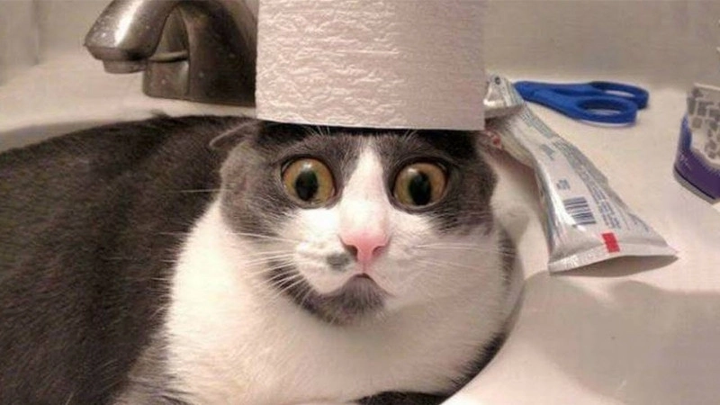 Đặt làm avt ngay avatar meme mèo bựa cho vui cả ngày