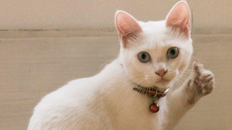 Nụ cười nửa miệng đỉnh cao cười nhếch mép ảnh chế meme mèo bựa