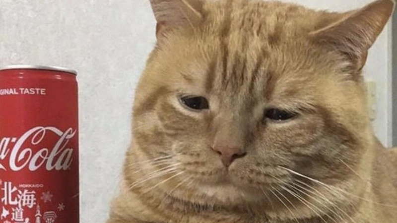 Lướt xem ngay hình mèo meme bựa để giải tỏa stress