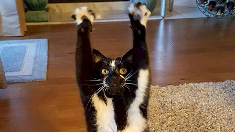 Siêu cấp dễ thương pha lầy ảnh mèo meme bựa cute