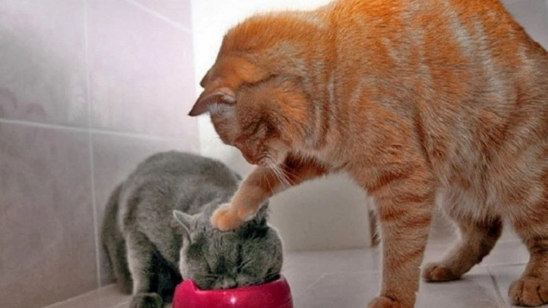 Mở khóa màn hình với hình nền mèo meme bựa cười rớt nước mắt