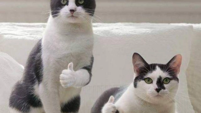 Không thể nhịn cười với ảnh chế ảnh chế meme mèo bựa