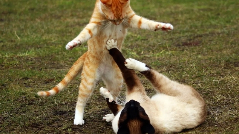 Không thể ngừng “haha” với meme mèo hài bựa mèo hài bựa ảnh meme