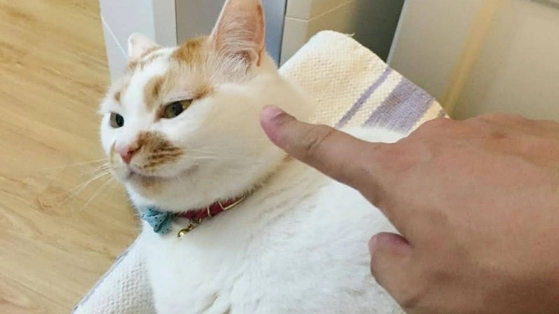 Đỉnh cao hài hước từ bựa meme ảnh mèo bựa siêu lầy