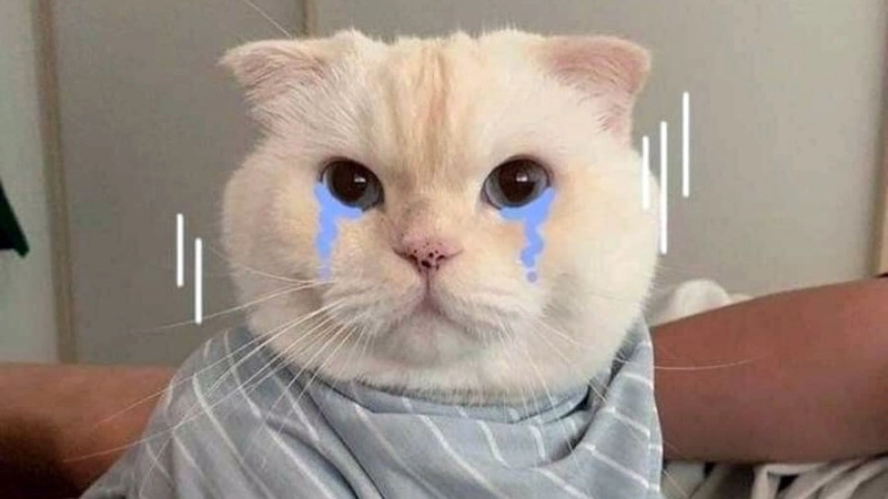 Mèo xin lỗi mà vẫn bựa bựa cute meme mèo xin lỗi