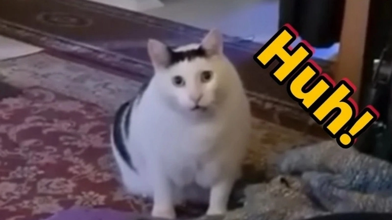 Tấu hài đỉnh cao từ mèo hài bựa mèo hài bựa ảnh meme