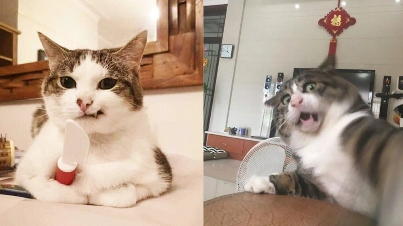 Khó đỡ với kiểu chế meme ảnh mèo bựa cute siêu dị