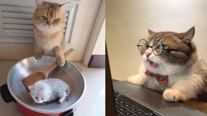 Chất chơi người dơi cùng meo bựa meo bựa ảnh mèo meme