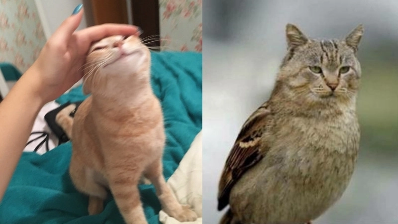 Khi boss cười đểu chính hiệu meme mèo cười bựa