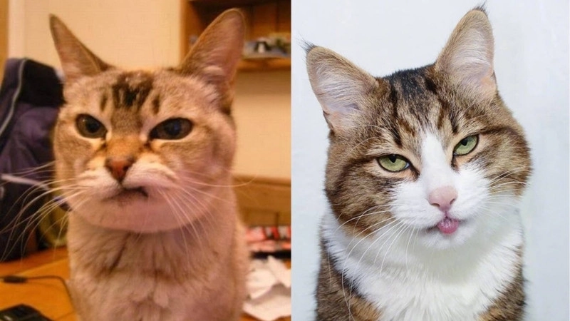 Không thể nhịn cười với chế bựa mèo ảnh chế meme mèo bựa