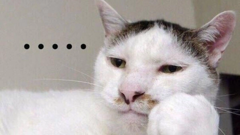 Ngọt ngào mà vẫn cà khịa cute cute meme mèo bựa