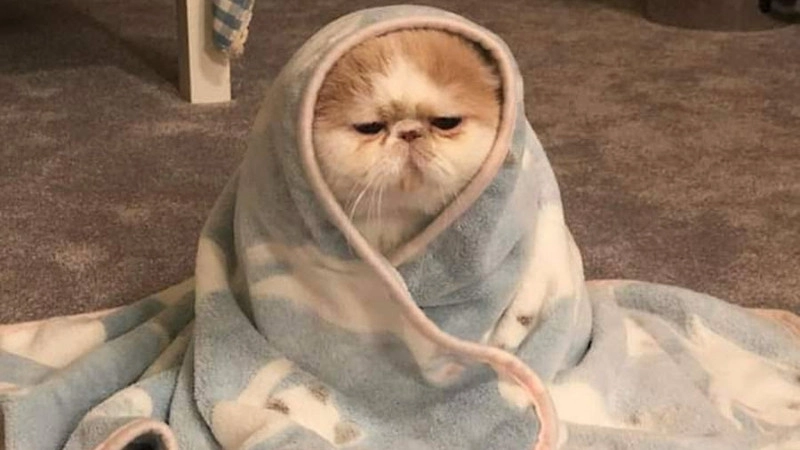 Chọn ngay hình meme mèo bựa cho ngày không vui