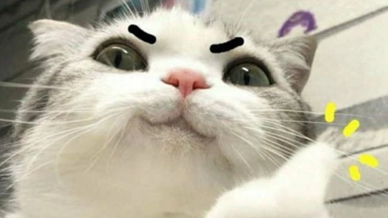 Dễ thương quá mức cho phép ngộ nghĩnh meme ảnh mèo bựa