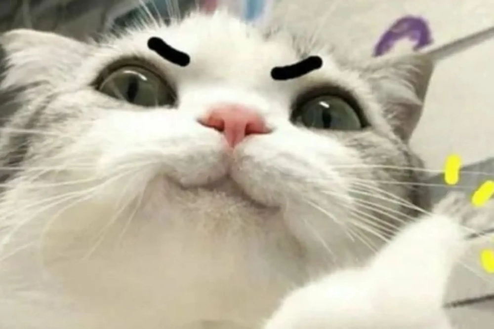 Lầy lội đến từng pixel meme hài ảnh mèo bựa