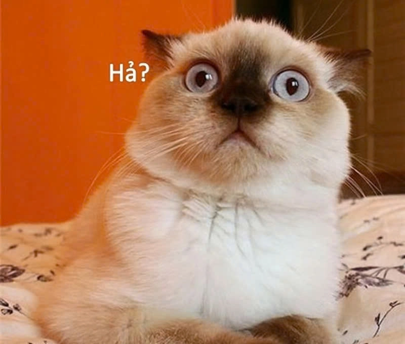 Kết hợp ngộ nghĩnh và tinh ranh hình mèo bựa cute