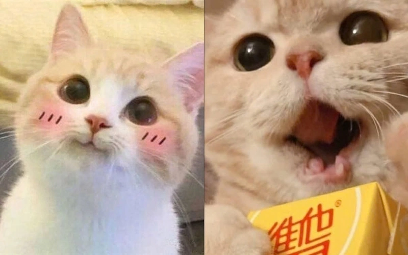 Lăn ra cười với bộ hình mèo buồn cười nhất năm