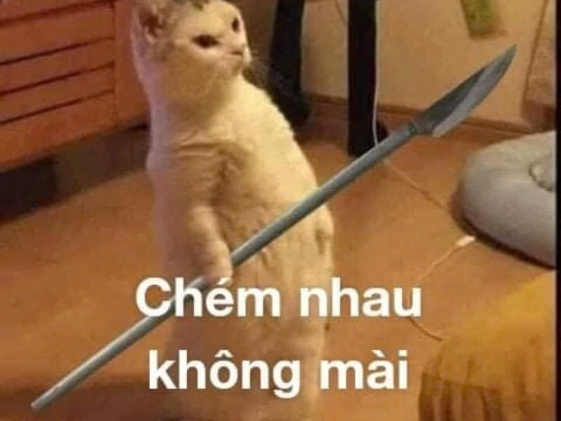 Cười xỉu với loạt hình mèo bựa hài đỉnh cao