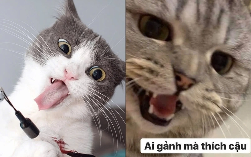 Nhìn là muốn bật cười ngay với ảnh mèo cười bựa