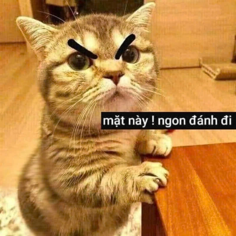Bộ sưu tập mèo meme hài bựa được chia sẻ nhiều nhất