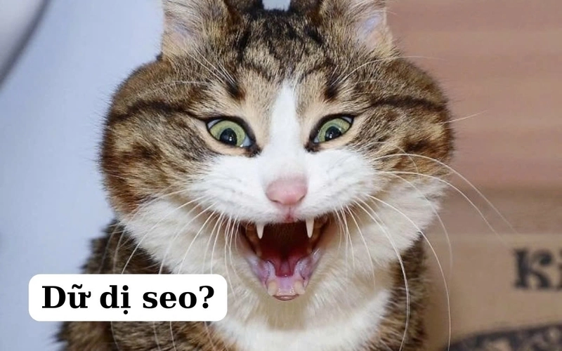 Lựa ngay meme meme ảnh mèo bựa cute cho story cực chất