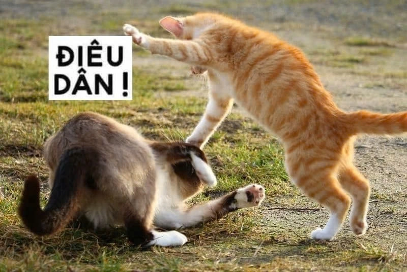 Thả nhẹ niềm vui với meme bựa mèo cực ngầu