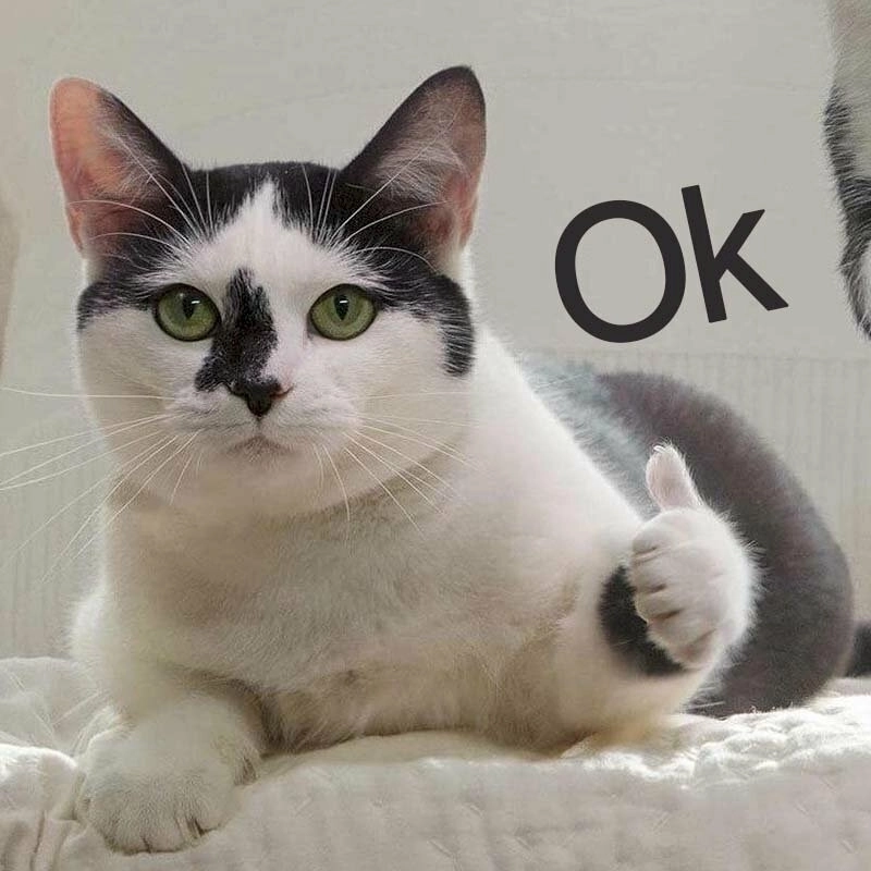 Không thể thiếu ảnh chế mèo meme trong bộ sưu tập meme
