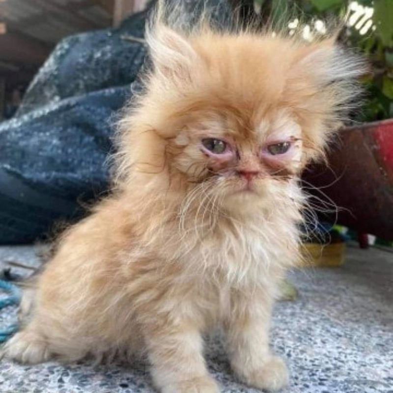 Tổng hợp hài hước ảnh meme cute cho ngày mới năng lượng