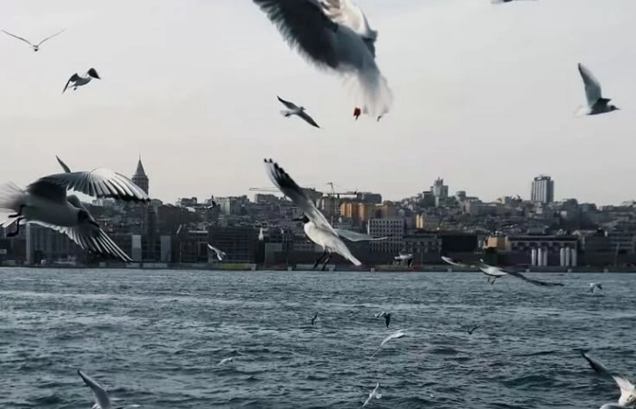 Tìm ngay avatar buồn nữ cho tâm trạng cô đơn