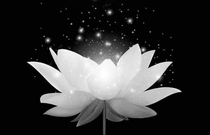 Hãy chọn avatar chia buồn hoa sen trắng đám tang để bày tỏ tiếc thương