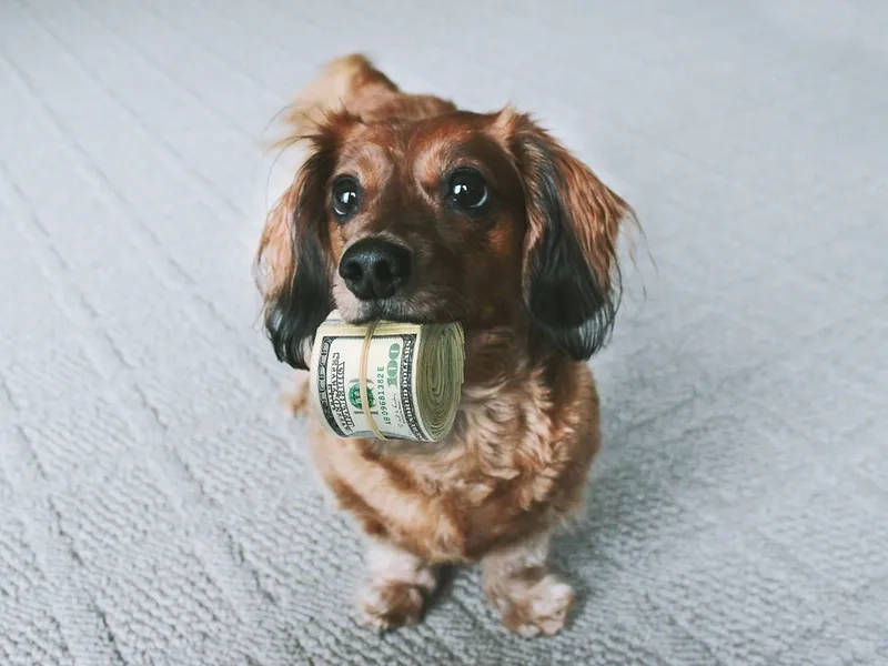 Tải ngay avt cute mèo cực dễ thương