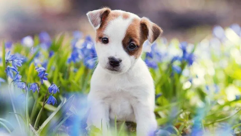 Khám phá ngay avt đôi mèo siêu cute