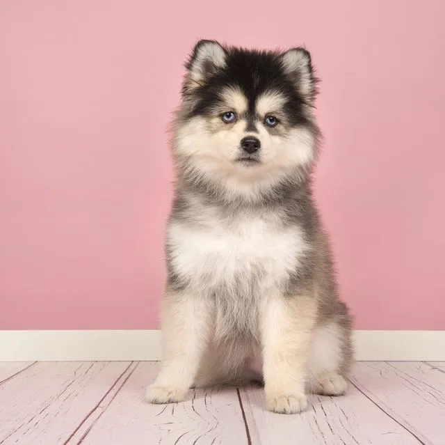 avatar con chó cute dễ thương đáng yêu thu hút mọi ánh nhìn