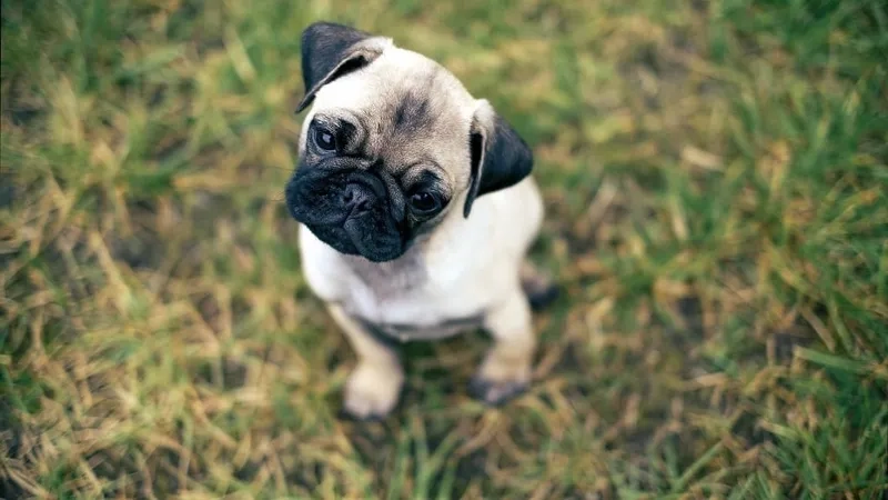 Ngắm avatar chó mèo cute cực dễ thương cho avatar độc đáo