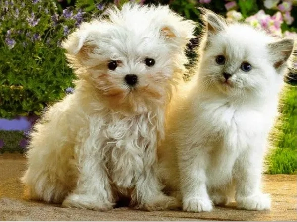 Chọn ngay avatar cute chó để làm nổi bật hồ sơ của bạn