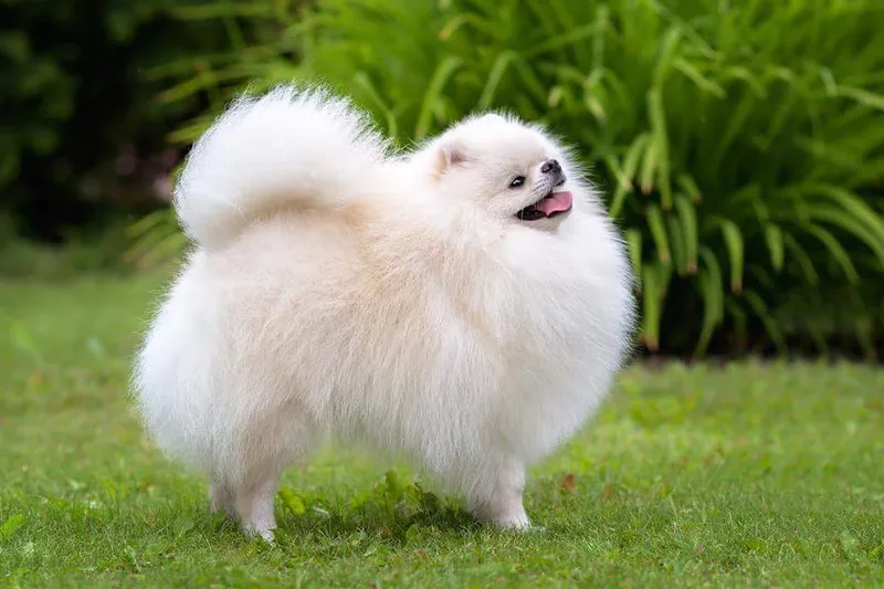 Lưu ngay avatar cún cute siêu đáng yêu để dùng ngay
