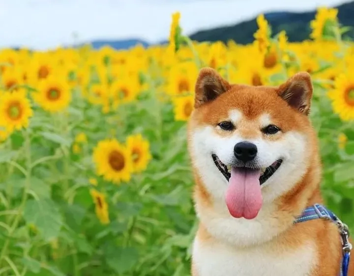 Khám phá hình nền con chó cute đẹp mê ly cho máy