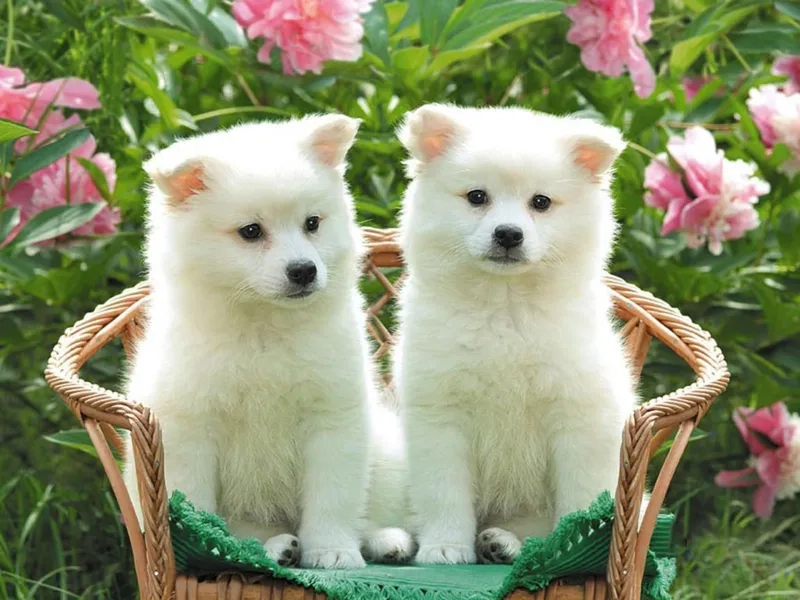 Tải hình nền chó corgi cute cực dễ thương cho điện thoại