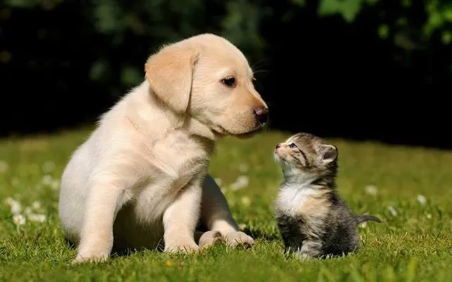 Chọn ngay hình nền chó cute để làm mới điện thoại
