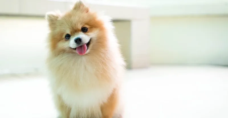 Tải ngay hình nền cute chó con dễ thương để máy thêm xinh