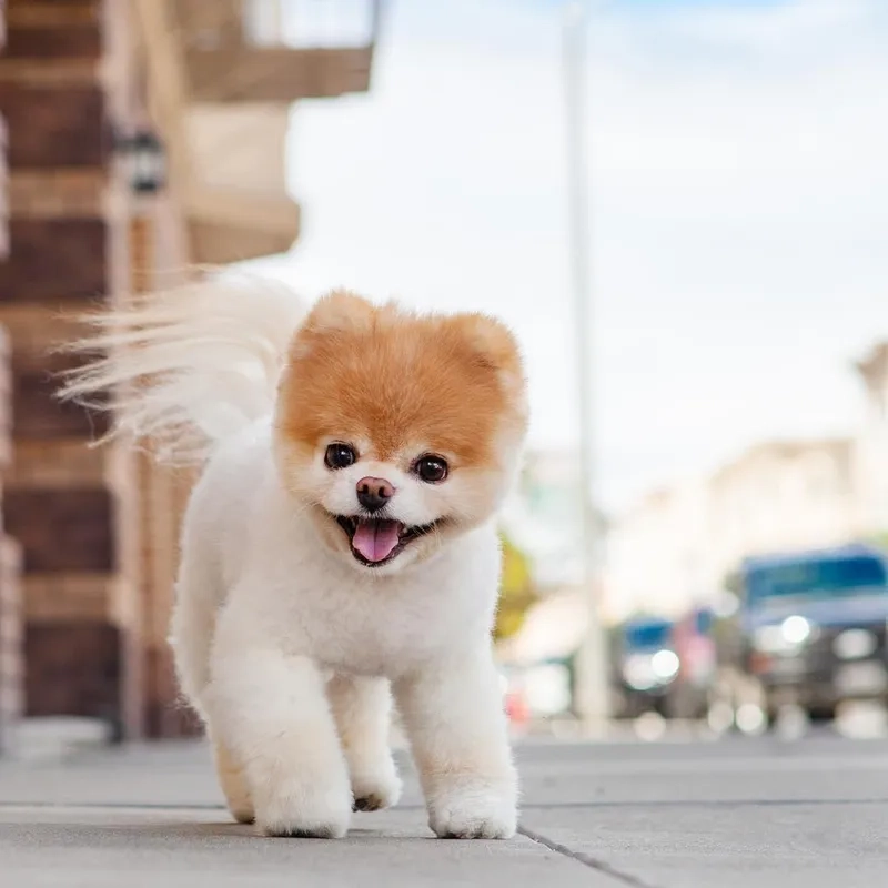 Đổi mới với hình nền điện thoại con chó cute siêu yêu