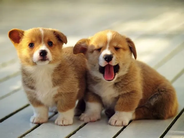 Đổi mới với avatar con chó ngầu siêu cá tính