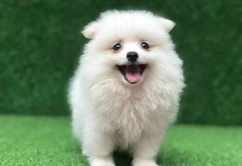 Chọn hình nền chó ngầu cho điện thoại thêm chất