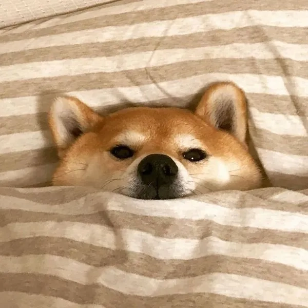Tải ngay avatar chó husky ngầu lòi