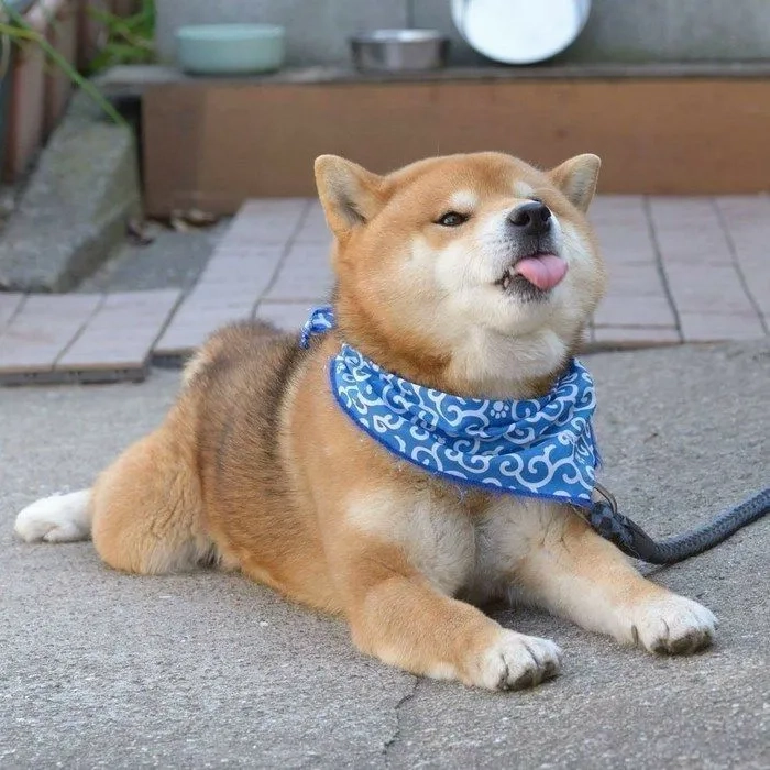 Lưu ngay avatar cún dễ thương siêu yêu